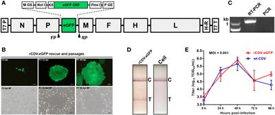 Rescuing eGFP-Tagged Canine Distemper Virus for 40 Serial Passages Separately in Ribavirin- and Non-Treated Cells: Comparative Analysis of Viral Mutation Profiles